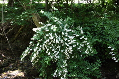 Deutzia