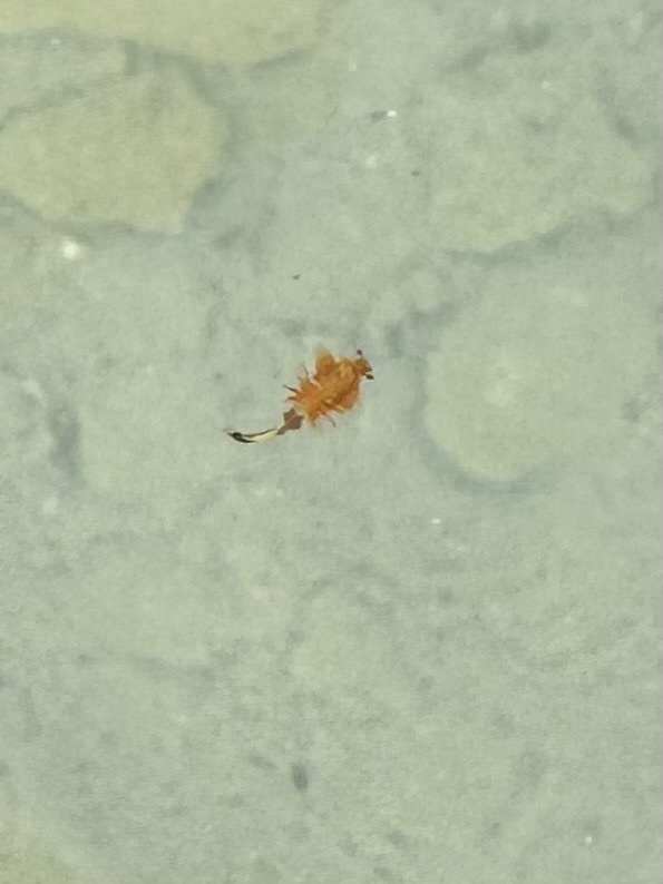 Artemia monica Verrill, 1869