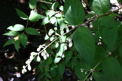 Deutzia