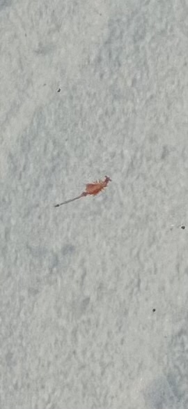 Artemia monica Verrill, 1869