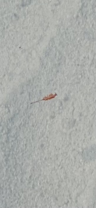 Artemia monica Verrill, 1869