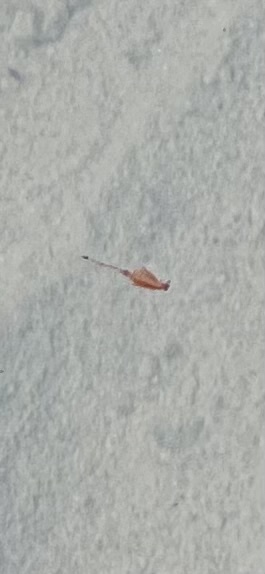 Artemia monica Verrill, 1869