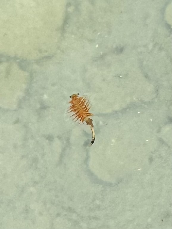 Artemia monica Verrill, 1869