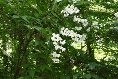 Deutzia
