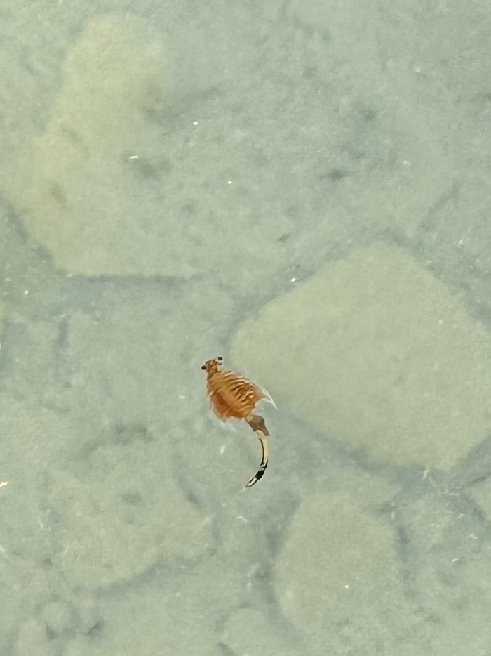 Artemia monica Verrill, 1869