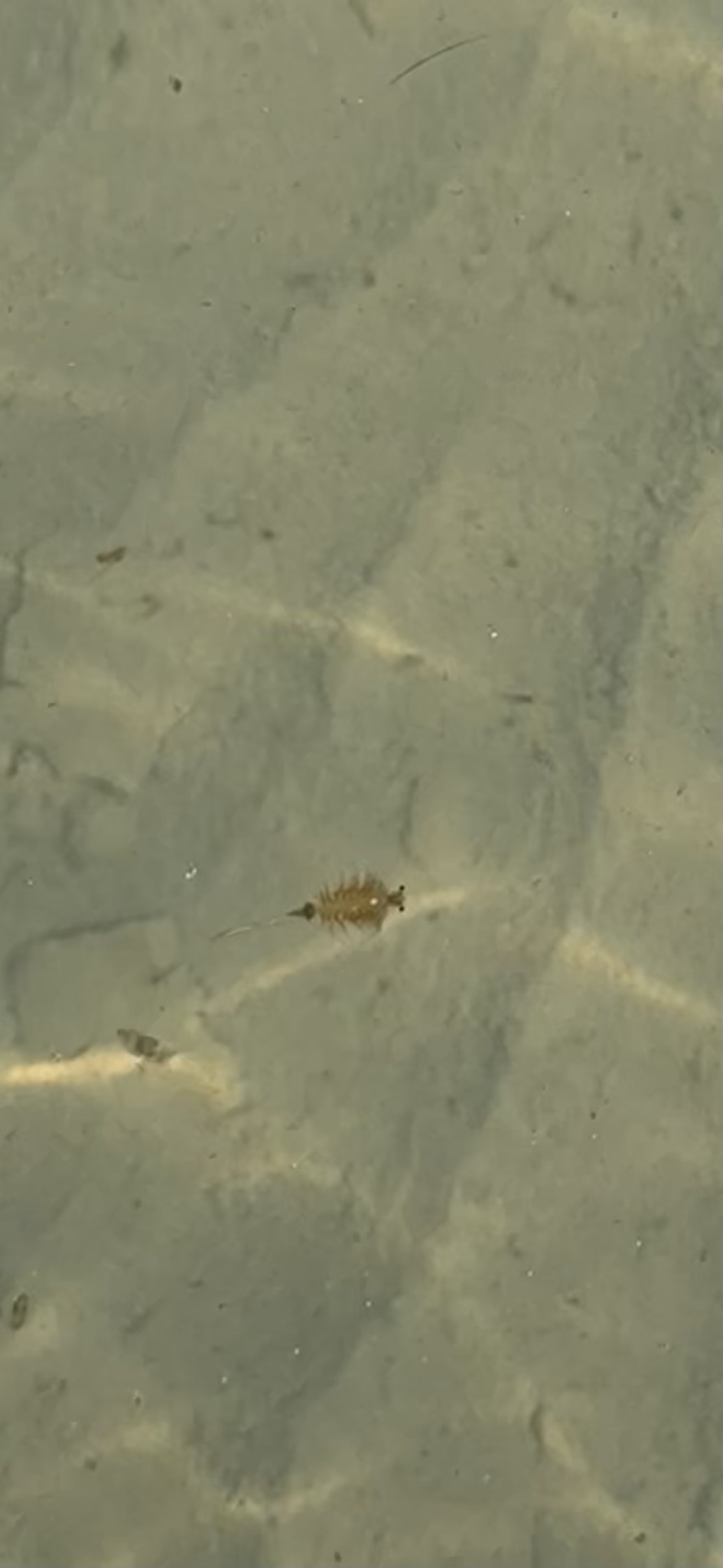 Artemia monica Verrill, 1869