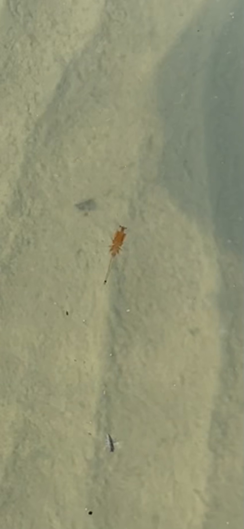 Artemia monica Verrill, 1869