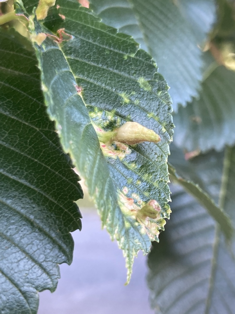 Rice Root Aphid from N Polk Ave, Portland, OR, US on July 1, 2024 at 07 ...