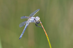 Libellula composita