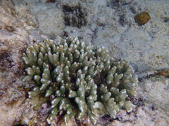 Montipora digitata