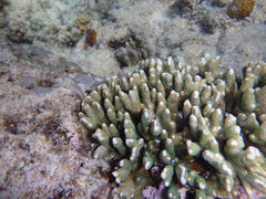 Montipora digitata