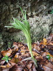 Amorphophallus henryi