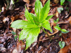Amorphophallus henryi