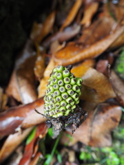Amorphophallus henryi