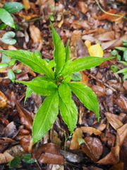 Amorphophallus henryi