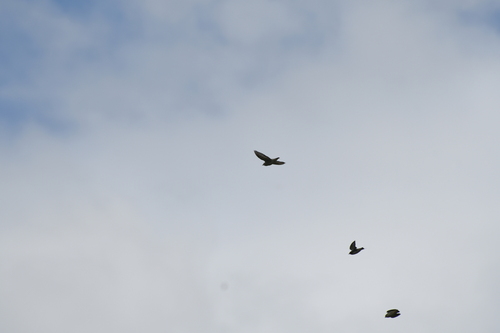 Chestnut-cheeked Starling (Agropsar philippensis), photo 4