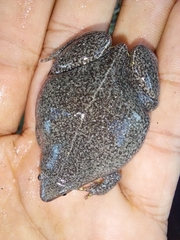 Surinam Oval Frog photo 5