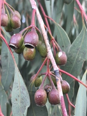 Eucalyptus sideroxylon
