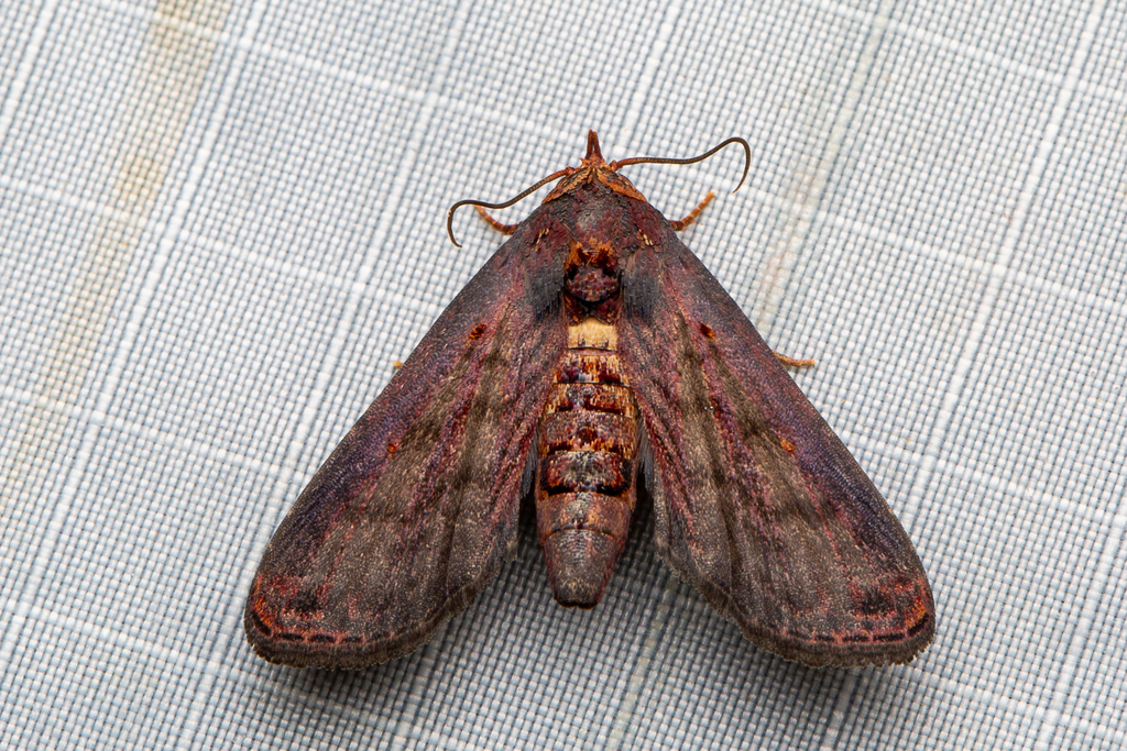 Anigraea rubida