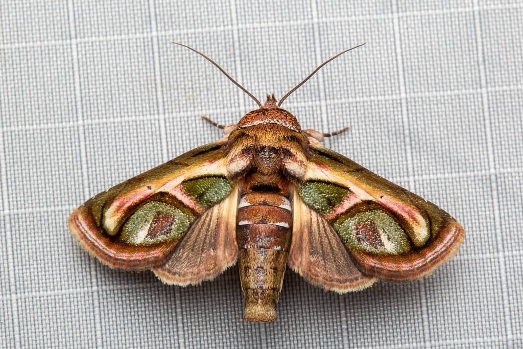 Paectes roseovincta