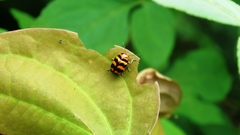 Cryptocephalus trifasciatus