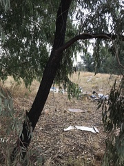 Eucalyptus sideroxylon