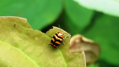 Cryptocephalus trifasciatus