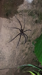 Araneae