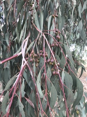 Eucalyptus sideroxylon