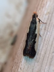 Dichomeris serrativittella