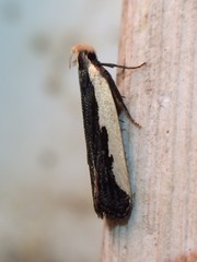 Dichomeris serrativittella