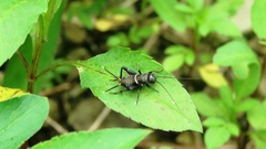 Teleogryllus mitratus