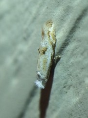 Bucculatrix longula