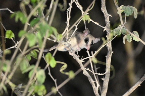 Tehuantepec Gray Mouse Opossum (Tlacuatzin canescens)