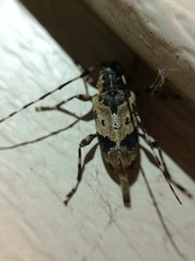 Graphisurus triangulifer