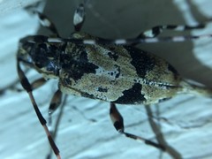 Graphisurus triangulifer