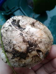 Agaricus bitorquis