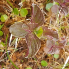 Mentha aquatica