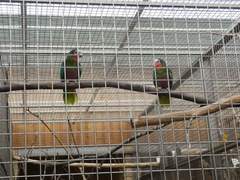 Amazona leucocephala