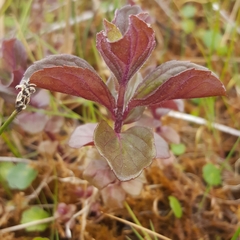 Mentha aquatica