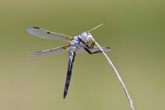 Libellula composita