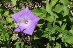 Ipomoea indica
