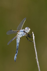 Libellula composita