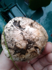 Agaricus bitorquis
