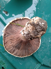 Agaricus bitorquis