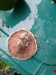 Agaricus bitorquis