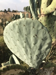 Opuntia robusta