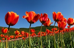 Tulipa gesneriana