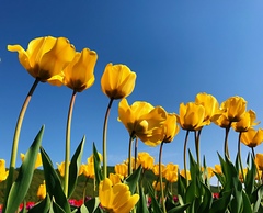 Tulipa gesneriana