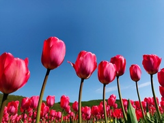 Tulipa gesneriana